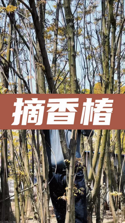 香椿雞蛋有，就缺二兩酒！