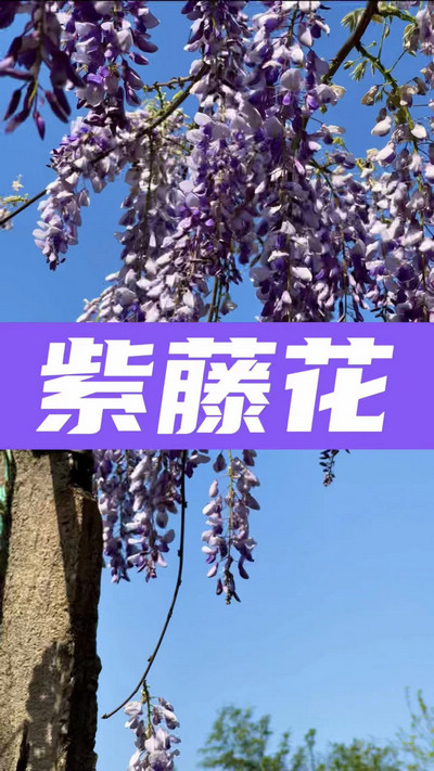 春有約，花不誤，陌上紫藤香如故。